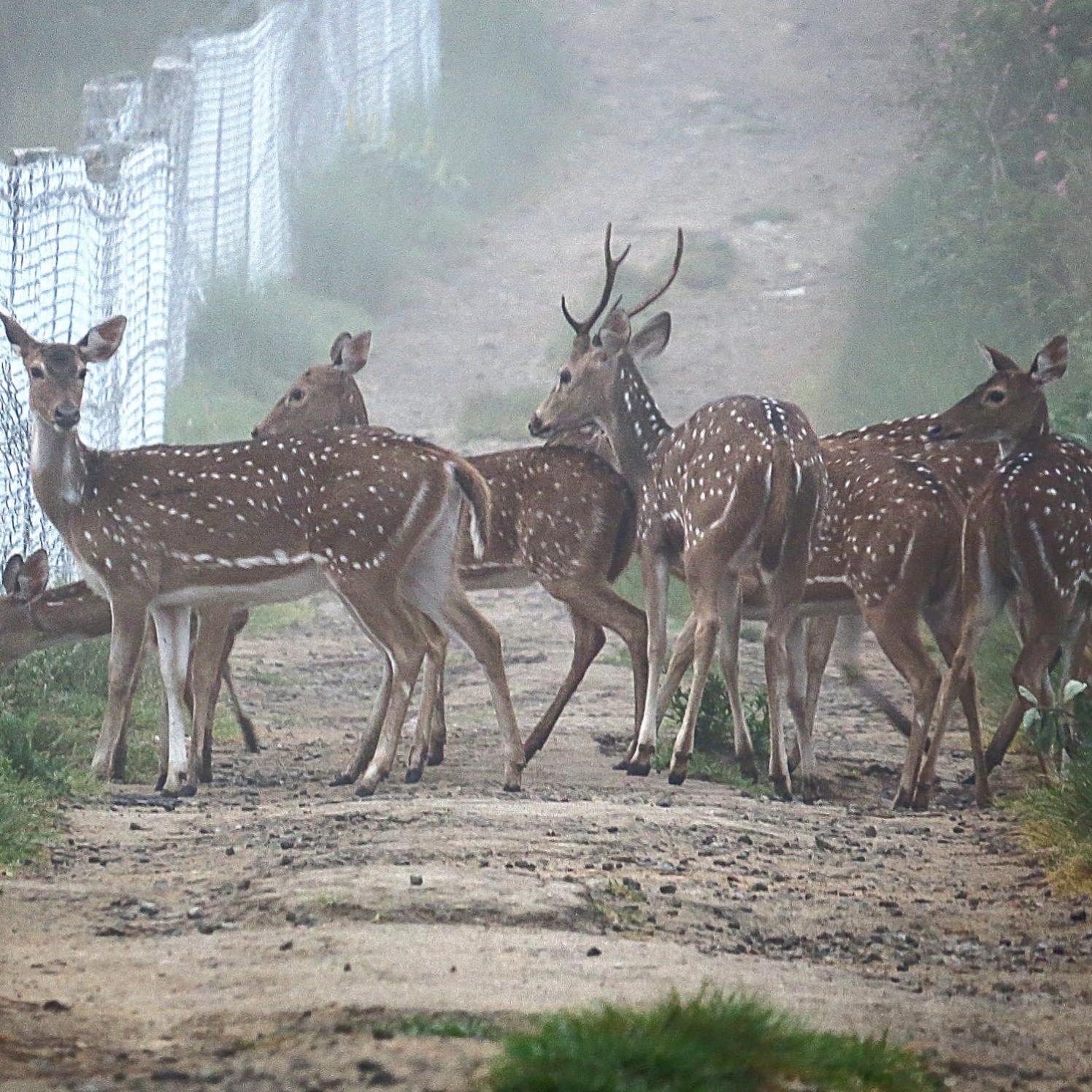 The Deer Meadows Lodge *