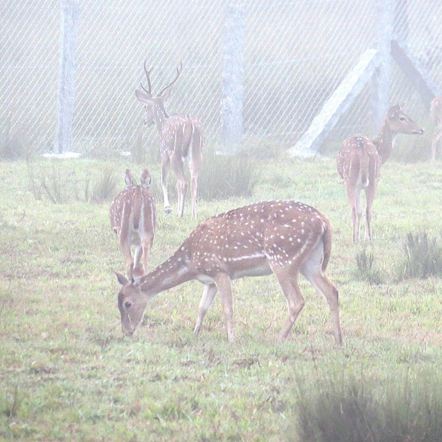The Deer Meadows * Mudumalai